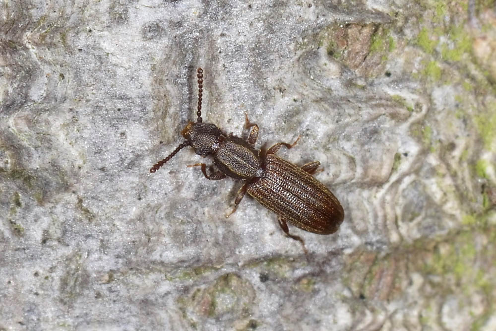 Oryzaephilus surinamensis